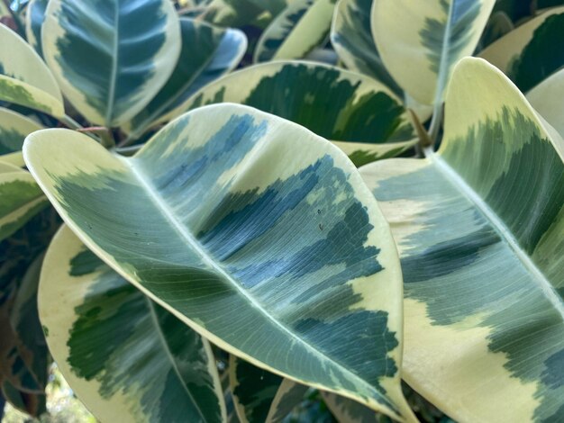 Natural beautiful green leaves of tropical trees Background texture