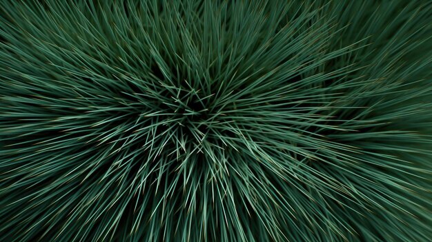 Natural beautiful needles texture background view from the top hd