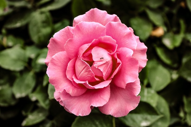 Natural Beautiful pink Flower