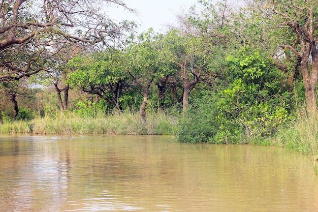 Natural and Beautiful Swamp Forest.