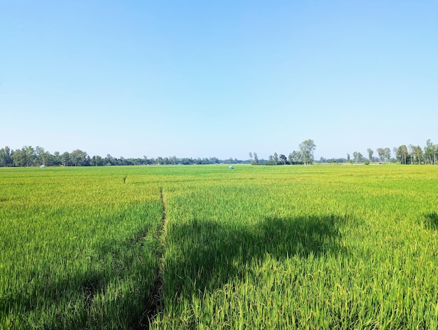 Natural and beautiful village paddy field