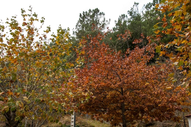 The natural beauty of autumn colors and falling leaves