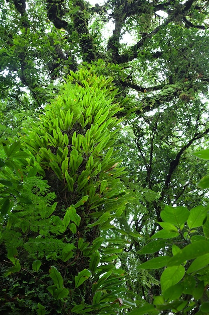 Natural beauty of the rainforest.