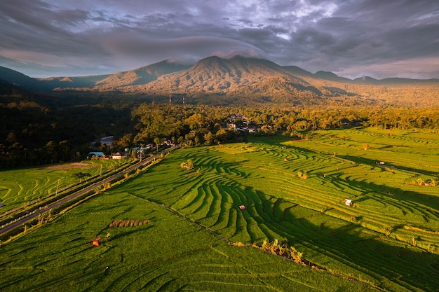 インドネシアの青い山々のある田んぼの自然の美しさ