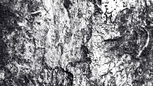 Natural Beauty Textured Bark Close Up