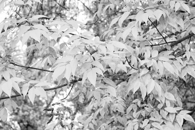 Естественная красота с визуально захватывающим цветом Ветка с осенней листвой Осенняя ветвь на фоне неба Ветка дерева с желтыми листьями Желтая ветка Осенняя природа Красивая листва