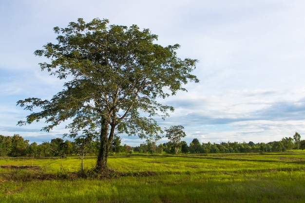 Натуральное большое одинокое дерево в зеленом рисовом поле