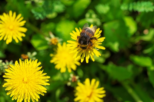 Natural blooming background of yellow beautiful dandelions and bumblebee.