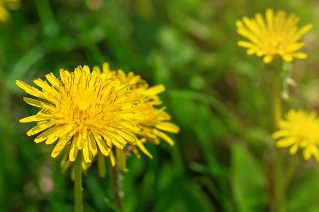 黄色の美しいタンポポの自然咲く背景。