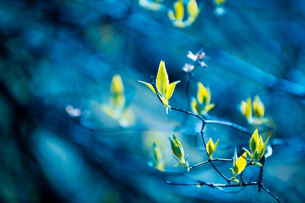 Natural blurr jasmine leaves of tree background Spring leaves of tree forest or garden foliage bokeh