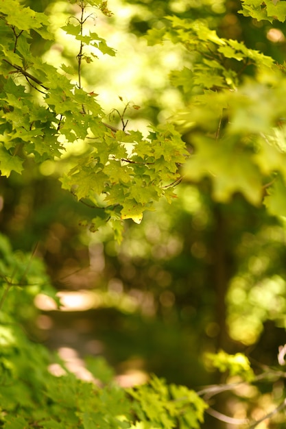 Foto sfondo sfocato naturale del percorso nella foresta di estate