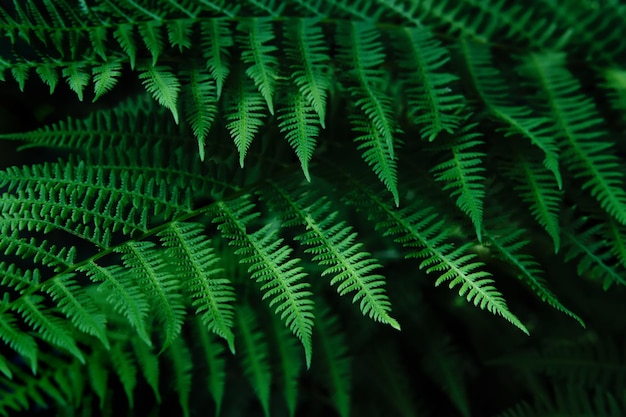 Natural blurred background of young fern leaves Selective focus