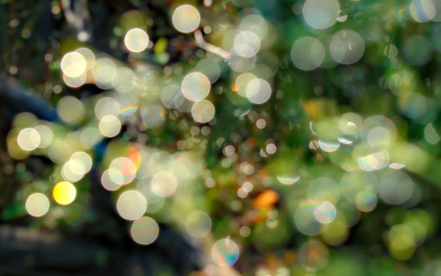 Photo natural bokeh background with forest plants and dew.