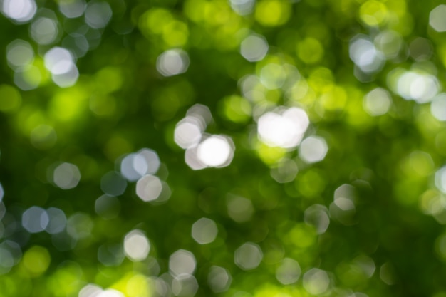 Premium Photo | Natural bokeh background with leaves, trees and sky.