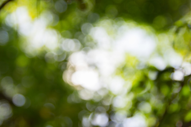 Natural Bokeh,blurred bokeh