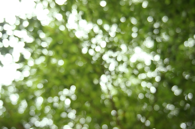 Natural Bokeh green  background with sun light. green bokeh abstract concept