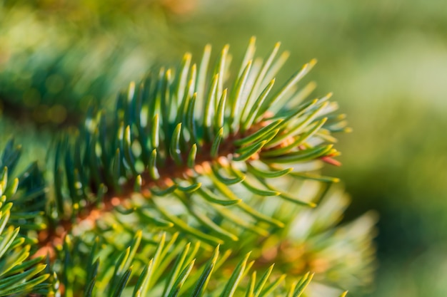 Natural branch pine Christmas tree with needles growing in forest on sunny day. Macro shot, close-up soft and airy view of green spruce. Selective soft focus on foreground, blurry bokeh on background.