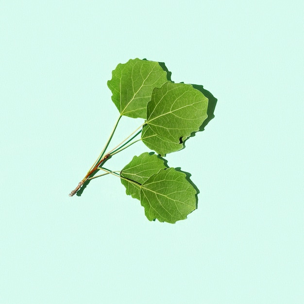 Natural branches of aspen tree