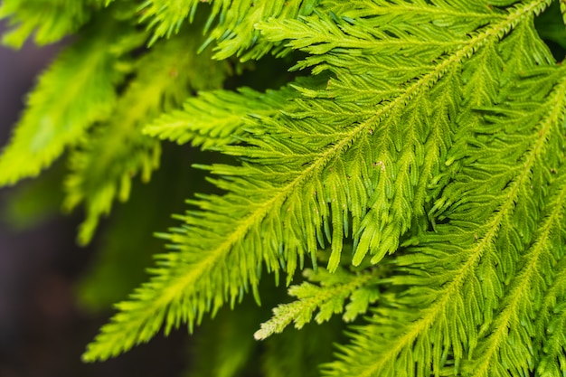 自然の明るい緑の植物の葉