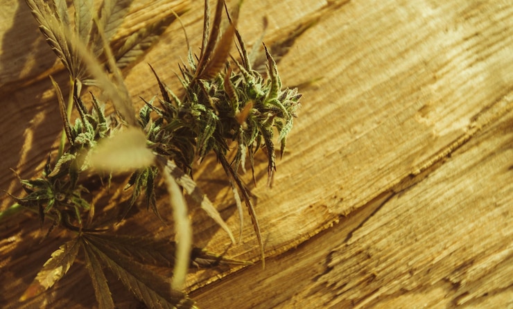 Photo 自然大麻植物背景