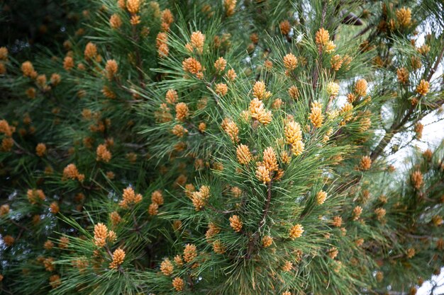 Abete rosso naturale del fondo di natale con il fuoco selettivo dei coni