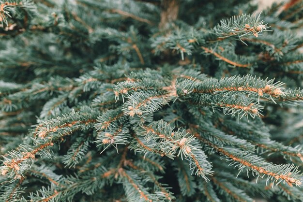 Natural Christmas pine and spruce trees in farm market Pine branch closeup