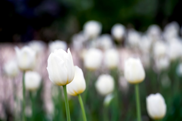 自然の街並み。都市公園の花壇に白いチューリップの花。