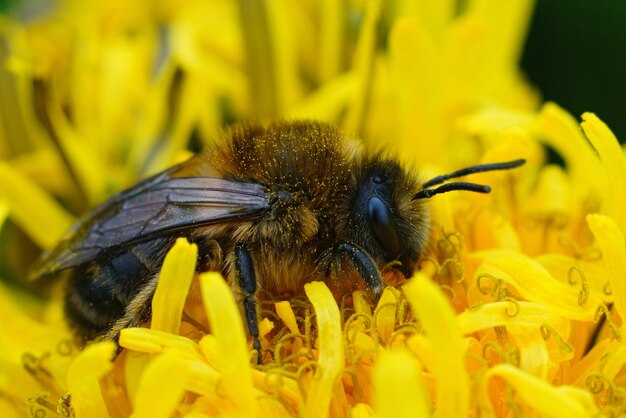 Natural closeup on a female early cellophane solitary bee colletes cunicularius