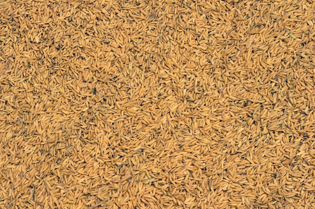 Natural color of unhulled rice after harvesting