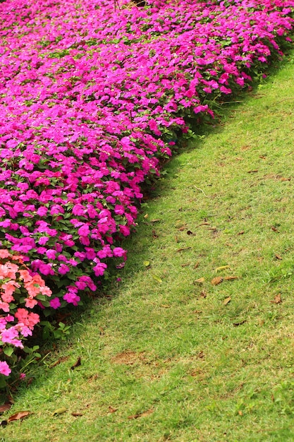 自然の色とりどりの花ガーデンビュー風景