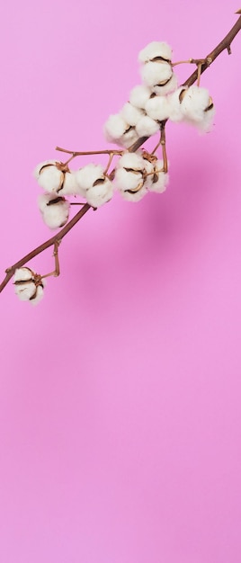 천연 목화 꽃. 진짜 섬세하고 부드럽고 부드러운 천연 흰색 면 볼 꽃 가지와 분홍색 배경. 꽃 구성입니다. 일본 미니멀 스타일. 옷을 위한 천연 면 소재.
