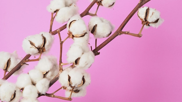 Natural cotton flowers. real delicate soft and gentle natural\
white cotton balls flower branches and pink background. flowers\
composition. japan minimal style. nature cotton material for\
clothes.