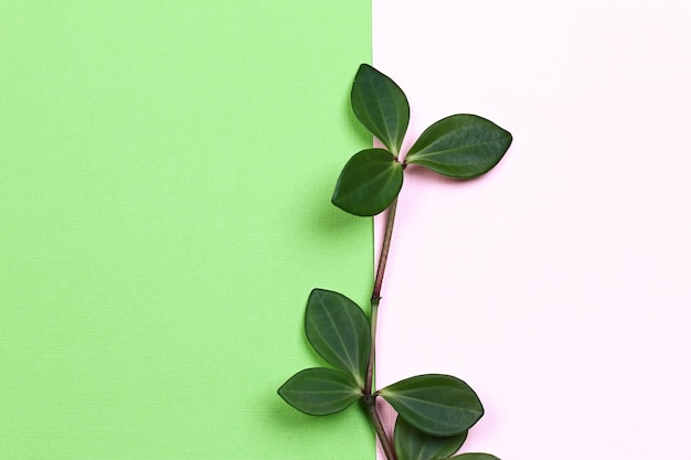 Natural creative concept. Green plant branch with leaves on trending pink green background