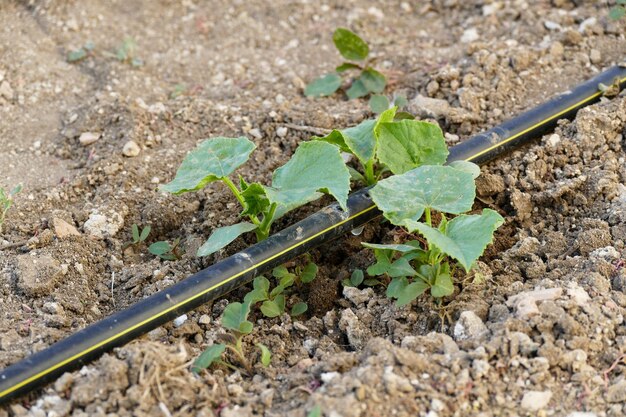 Photo natural cucumber plant in the garden new cucumber sprouts watering the plants with the drip system