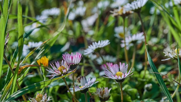 Natural daisies in countryside on sunny spring day with unfocused background and selective focus