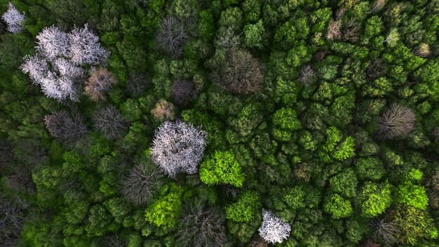 Natural dark background or pattern. Spring forest with flowering fruit trees. Top view.