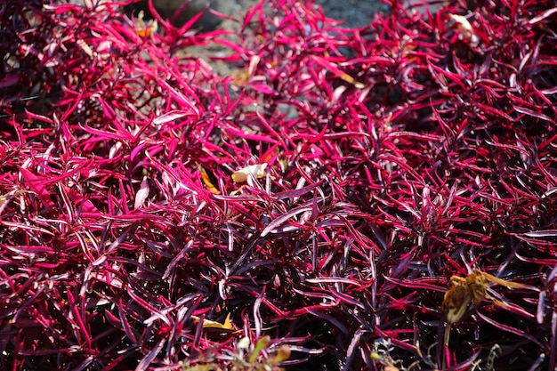 natural dark pink background from a macro photo of ornamental grass with selective focus