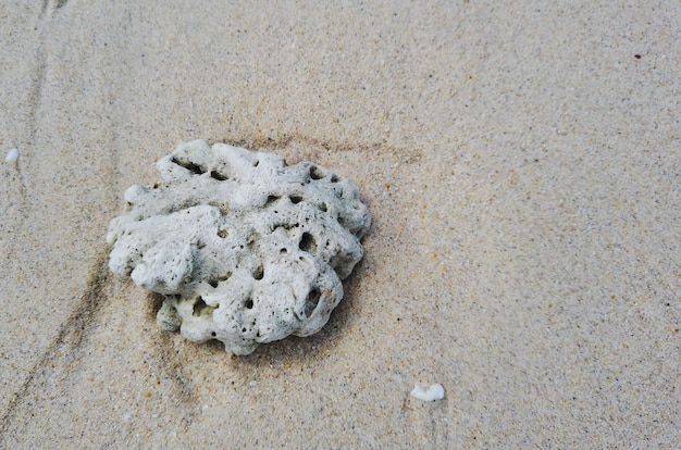 Natural dead coral on pure sand beach.