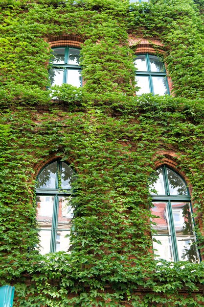 Photo natural decorations. ivy plant on wall of building. green leaves surface with windows. decorated with ivy. green ivy wall. growing ivy or other climbers up building wall can have many benefits.