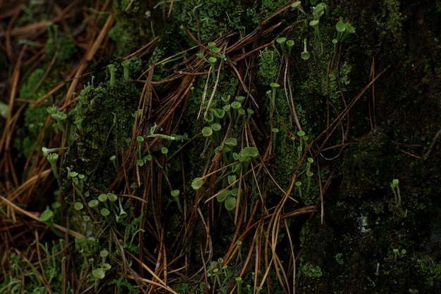 Foto cornice decorativa naturale di muschio verde, funghi, foglie di felce.