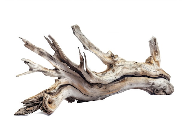 Natural Driftwood Texture On White Background