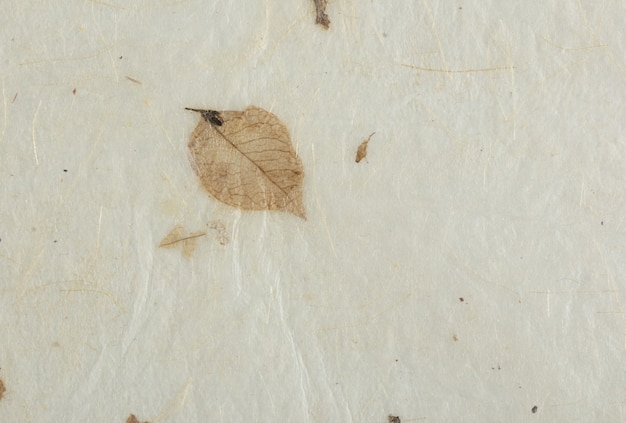 Natural dry leaves paper texture. handmade paper