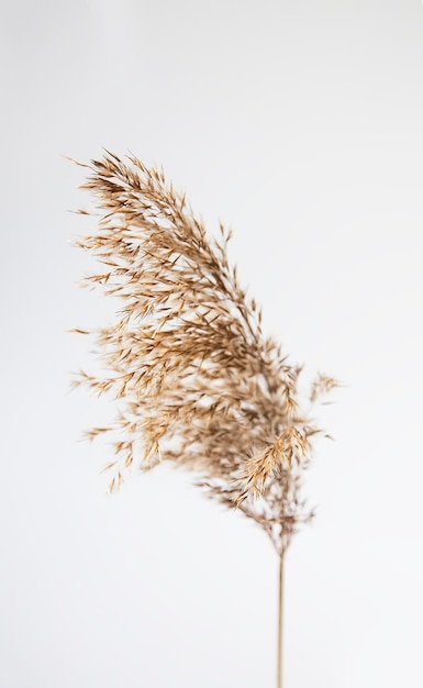 Natural dry reed plant on white background