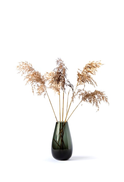 Natural dry reed plants in dark glass vase on white background