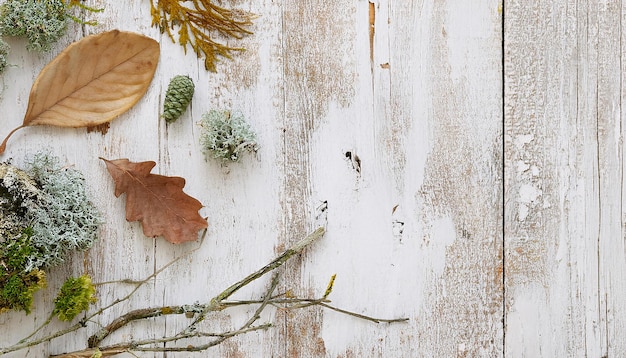 natural elements such as branches featuring a simple and elegant design white background