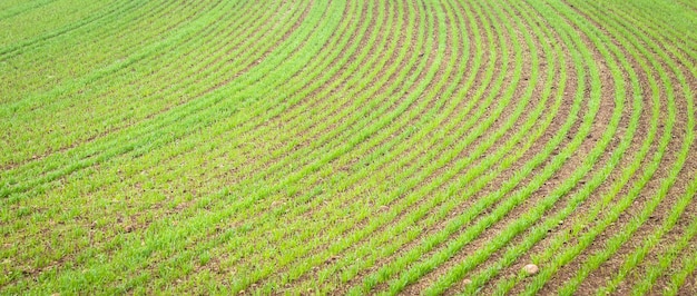 Фон природной среды полезен для концепций, связанных со страной и сельским хозяйством детали сельскохозяйственных угодий с растущим культивированием