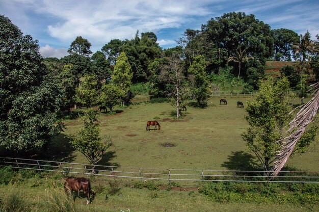 Natural environment with beautiful sky and grazing horses