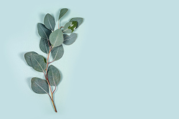 Foglie di eucalipto naturale con gocce d'acqua su sfondo verde pastello menta