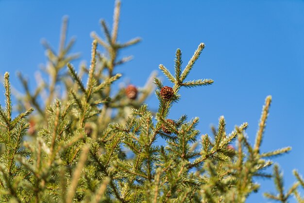 Natural evergreen branches with cones of christmas tree in pine forest on background blue sky on sun...