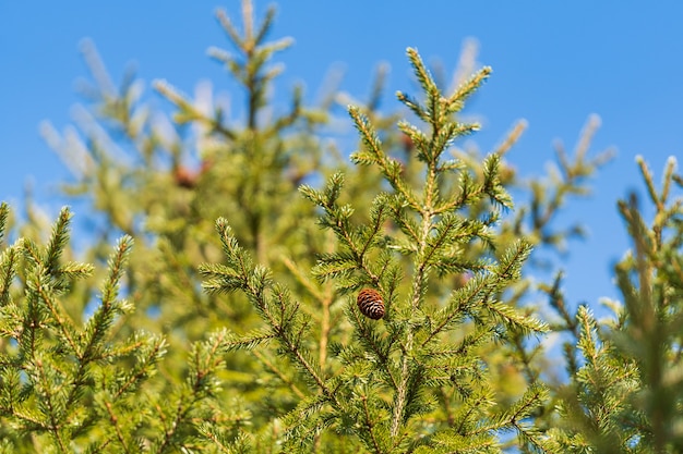 Natural evergreen branches with cones of Christmas tree in pine forest on background blue sky sunny day. Fir branches ready for decoration for Xmas, Happy New Year. Selective soft focus in foreground.